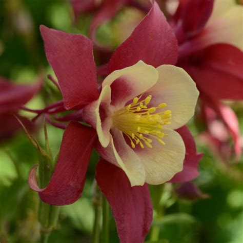 Aquilegia X Hybrida Earlybird Red Yellow Columbine Siteone