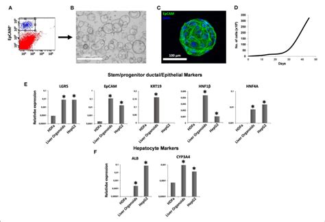 Generation Of Liver Organoids A Human Liver Cell Suspensions Were Download Scientific