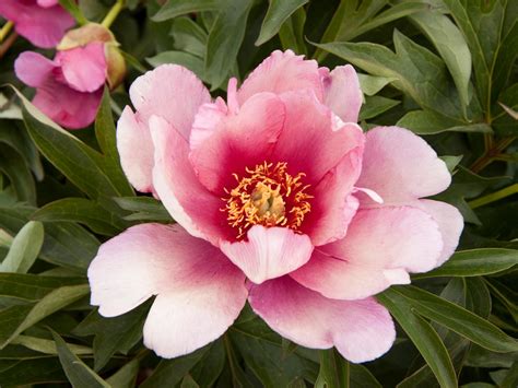 Itoh Peony HGTV