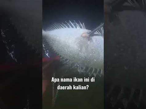 Ikan Lai Lai Baronang Susu Yang Enak Namun Duri Siripnya Menyakitkan