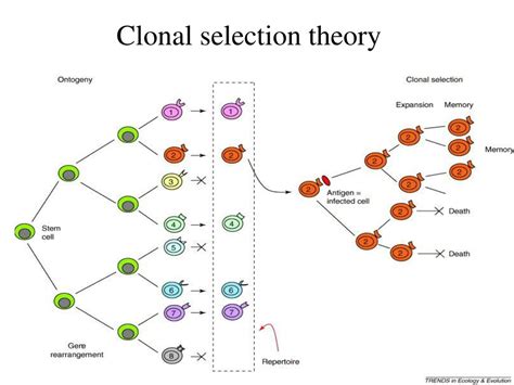 Ppt Serological Reactions Powerpoint Presentation Free Download Id 8756573