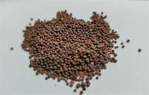 Black Brown Mustard Seeds At Rs 80 Kg In Chennai ID 27126899533