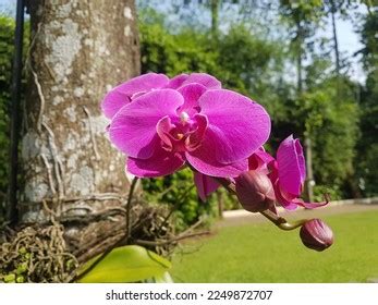 Pink Phalaenopsis Moth Dendrobium Orchid Flower Stock Photo 2249872707