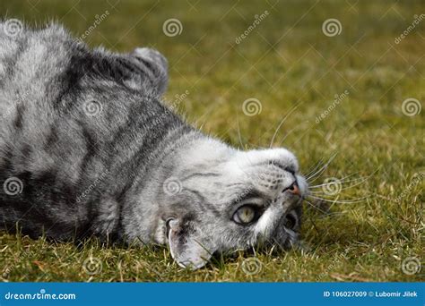 Gato De Gato Atigrado Gris Que Miente En La Hierba Su Barbilla Que