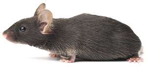 Rodent Pest Control And Exterminators Lloyd Pest Control