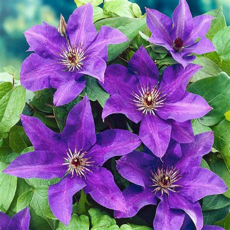 Clematis ‘the President Kiefer Nursery Trees Shrubs Perennials