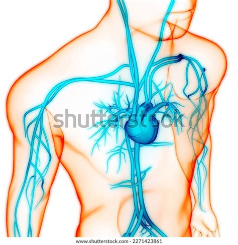 Human Circulatory System Heart Anatomy 3d Stock Illustration 2271423861