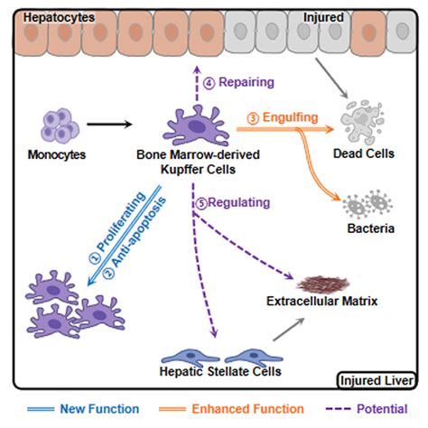 Monocyte Derived Kupffer Cells Dominate In The Kupffer Cell Pool During