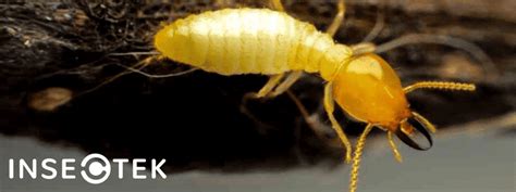 Flying Ants Vs Termites Determining The Difference Insectek Pest