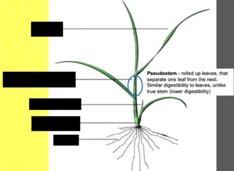 Pasture And Agronomy Flashcards Quizlet