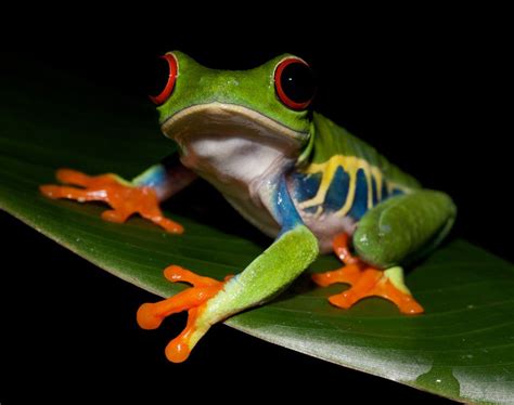 Different Types Of Frogs There Are Over 5000 Types Of Frogs World