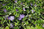 Drought Tolerant Ground Cover That Chokes Out Weeds Spreads Quickly