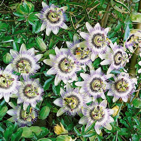 Pale Passion Blue Flower Seeds – Gran's Garden Seeds