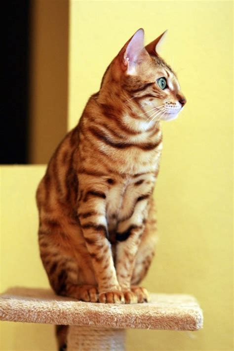 Gato Bengal O Bengala Cuidados Caracter Sticas Y Curiosidades