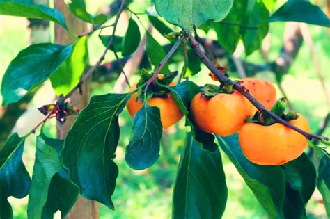 Persimmon Fruit Season » Top Timing Tips