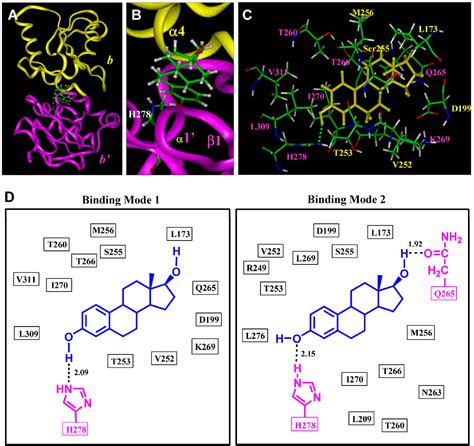 Figure 1 From Characterization Of The Estradiol Binding Site Structure