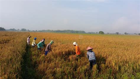 Farmers are Harvesting Rice Editorial Stock Image - Image of prairie ...