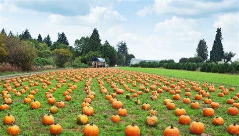 Halloween Ecco I Campi Di Zucche In Italia Nel