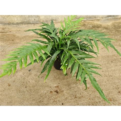 Aglaomorpha Coronans JIM (Aglao 23) - FloraXchange