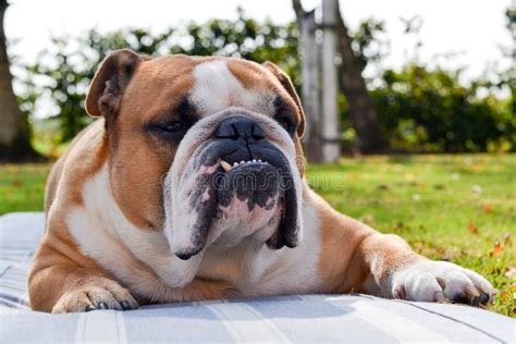 Bulldog Teeth Stock Photos - Download 1,121 Royalty Free Photos