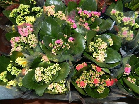 Миниатюрные растения в интерьере