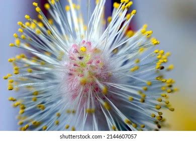Hundred Weeping Pussy Willow Royalty Free Images Stock Photos Pictures Shutterstock