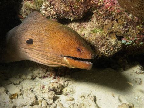 Underwater snake stock image. Image of dangerous, muraenidae - 19991911