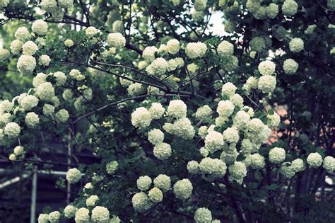 El Rbol Viburnum Blanco Y Sus Muchas Flores En Primavera Foto Premium