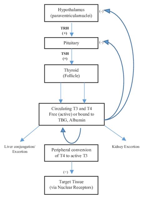 The Flowchart Of Thyroid Hormones Regulation 2 Download Scientific