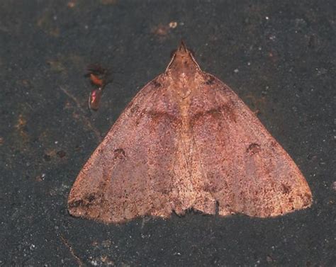 Lépidoptère Zanclognatha laevigata BugGuide Net