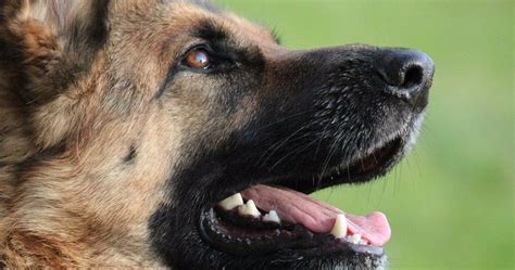 C Mo Ense Ar Al Perro A Sentarse Tumbarse Y Estar De Pie Mascotas