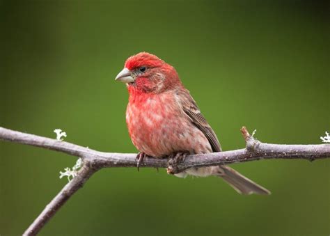 Can You Guess the Official State Bird of All 50 States? | Reader's Digest