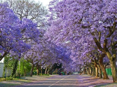 Blue Jacaranda – beautiful tree | Jacaranda tree, Beautiful tree ...