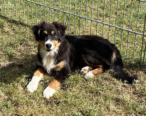 Australian Shepherd Welpen Monate Alt Mit Asca Papiere Impfung Chip