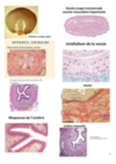 SOLUTION HISTOLOGIE URINAIRE Lames Histologiques Studypool