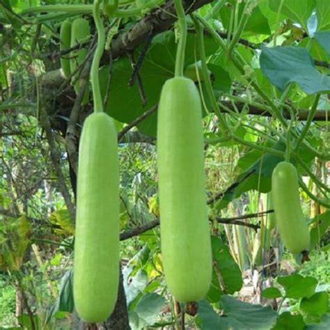 Bottle Gourd Lauki Long F1 Vegetable Seeds