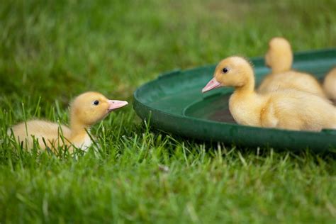 White Pekin Ducks - Waterfowl Hatchery | Cackle Hatchery