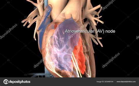 Heart Anatomy Atrioventricular Node Medical Concept Illustration Stock ...