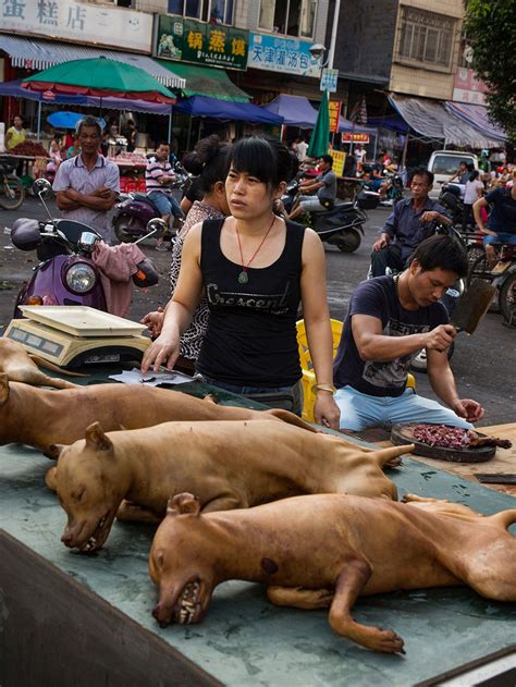 Why Does China Eat Dogs And Cats