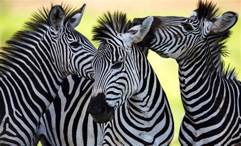 Fotobehangkoning Behang Fotobehang Zebra Zebra S Vliesbehang