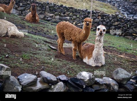 Domestizierte Tiere Stockfotos Und Bilder Kaufen Alamy