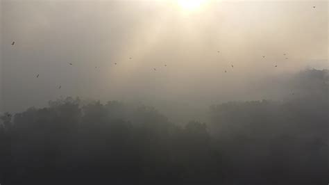 Aerial view birds in the haze and smoke 8896627 Stock Video at Vecteezy