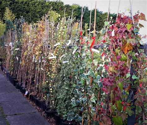 Climbers Windlestone Nursery And Garden Centre In Ferryhill Durham