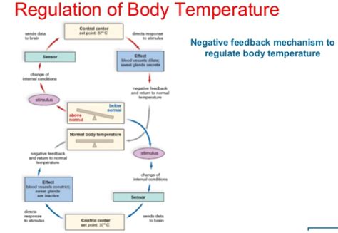 Regulation of Body Temperature - Infogram | Body, Regulators, Temperatures