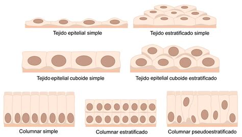 Definición de Tejido Epitelial características funciones y clasificación