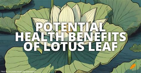 Potential Health Benefits Of Lotus Leaf