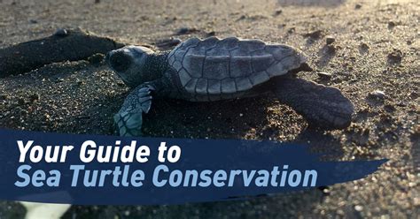 Your Guide to Sea Turtle Conservation | Maximo Nivel