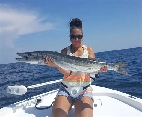 How Big Do Barracudas Get Average And Maximum Sizes