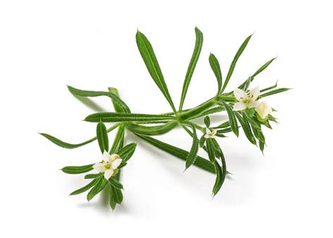 Goosegrass Identification Guide (Look for these 5 things!) – Care for ...