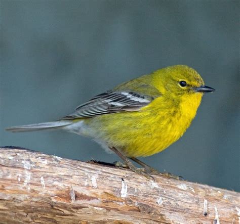 Pine Warbler Setophaga Pinus Certhia Pinus Dendroica